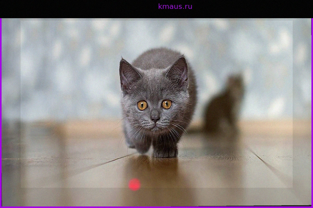 В США спасли котенка, проехавшего 161 километр в решетке радиатора