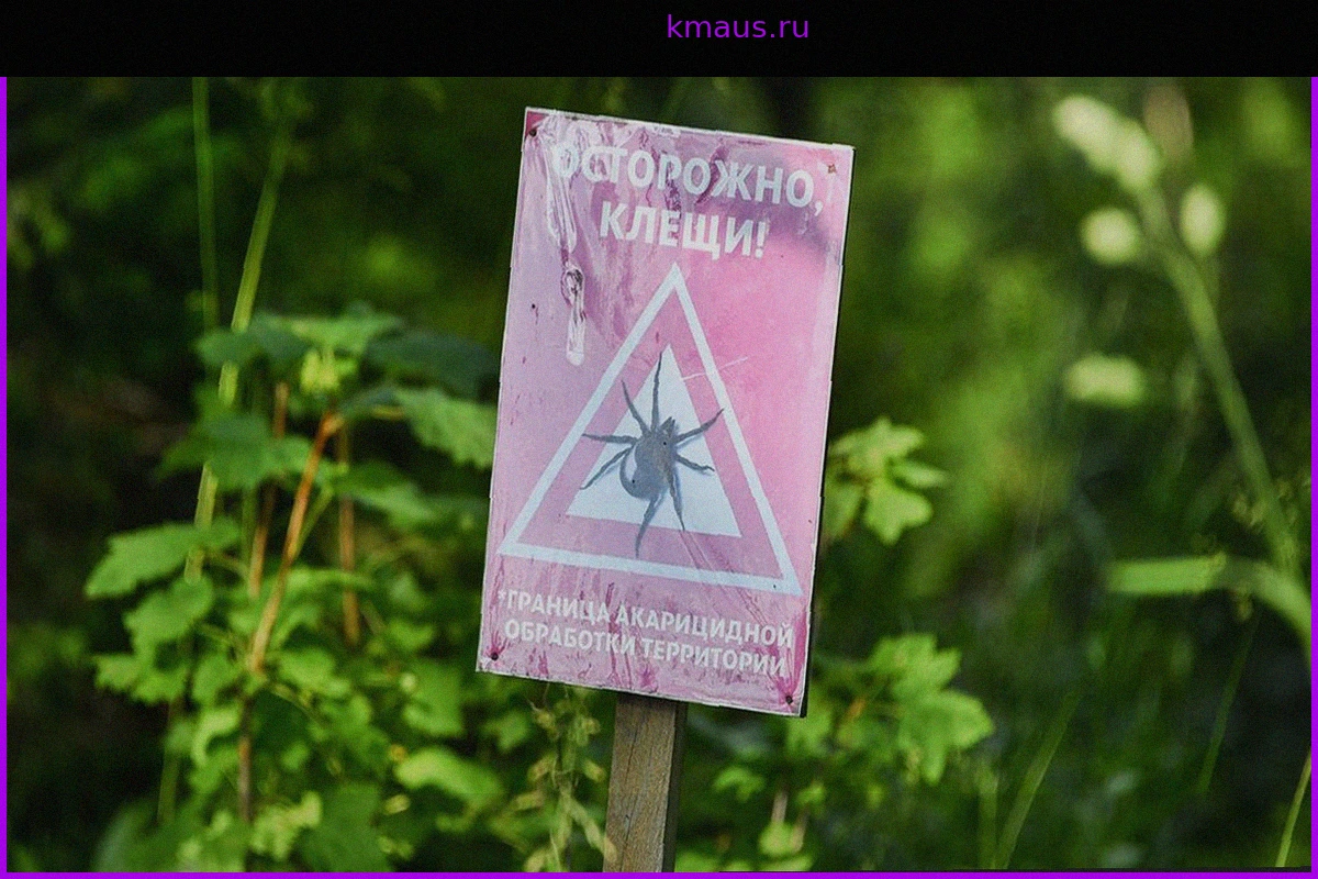 Роспотребнадзор назвал регионы России с повышенным риском заражения клещевым энцефалитом