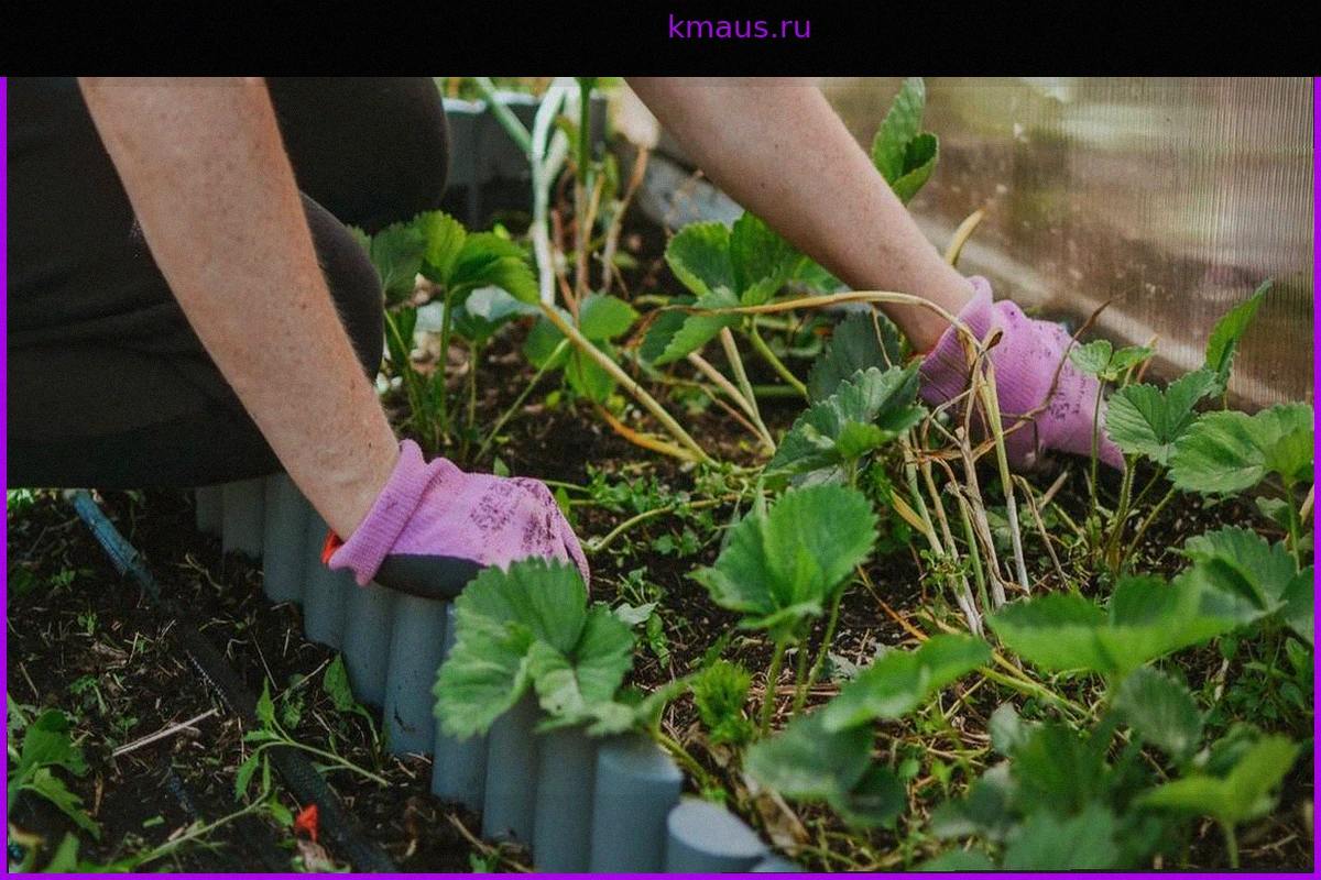 Чтобы клубника выросла большой и сладкой: подкормка и уход в мае
